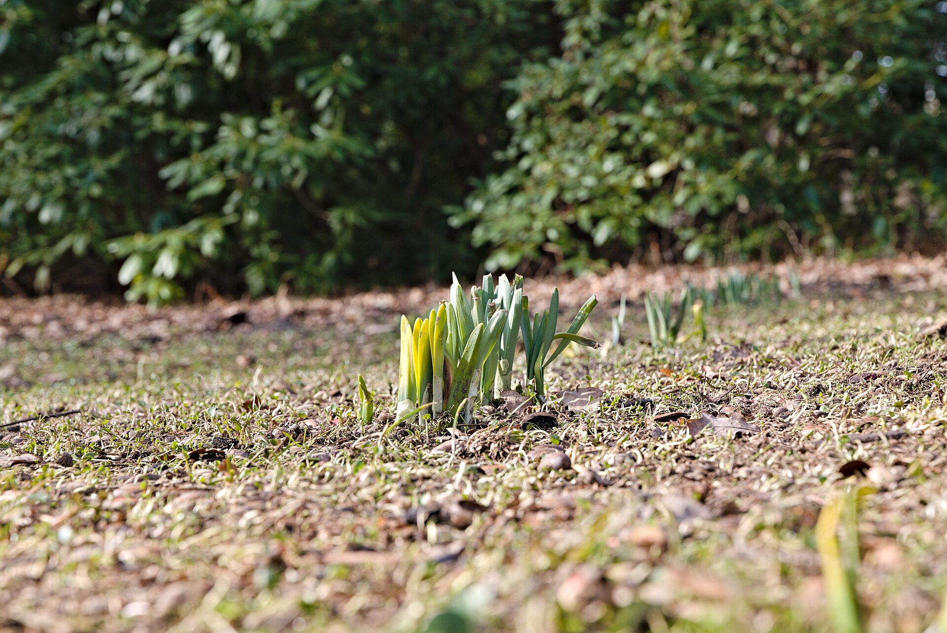 Tiergarten in Berlin